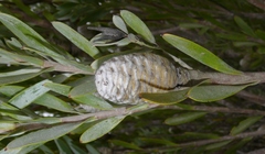 Leucadendron meridianum