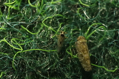 Laodelphax striatella