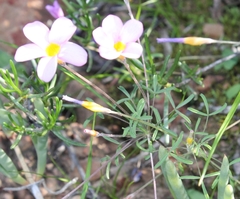 Oxalis ciliaris