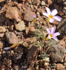 Oxalis ciliaris