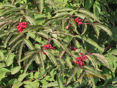 Sambucus sibirica