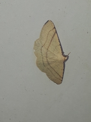 Adactylotis gesticularia