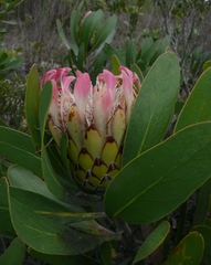 Protea obtusifolia
