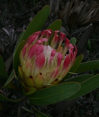 Protea obtusifolia