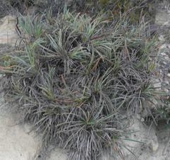 Ficinia truncata