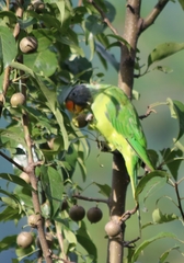 Psittacula himalayana