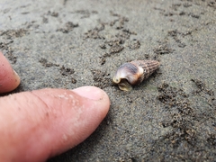 Cerithideopsis californica