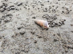 Cerithideopsis californica