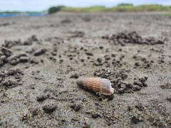 Cerithideopsis californica