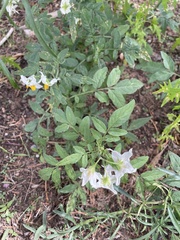 Solanum jamesii
