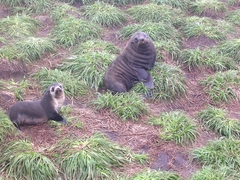 Arctocephalus tropicalis