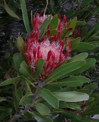 Protea susannae