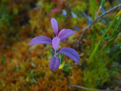 Exobasidium karstenii
