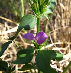 Dicliptera minor minor