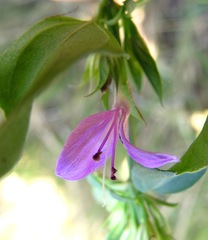 Dicliptera minor minor