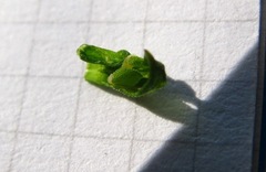 Dicliptera minor minor