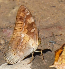 Vagrans sinha