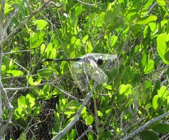 Erythrodiplax berenice
