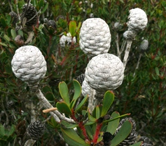 Leucadendron muirii