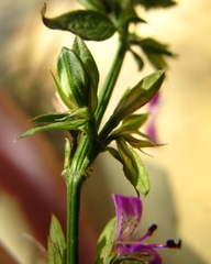 Dicliptera minor minor