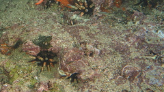 Eucidaris galapagensis