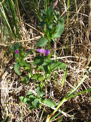 Dicliptera minor minor