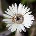 Butter Gerbera - Photo (c) Kobie du Preez, some rights reserved (CC BY-NC)