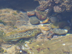 Salaria pavo