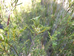 Diosma acmaeophylla