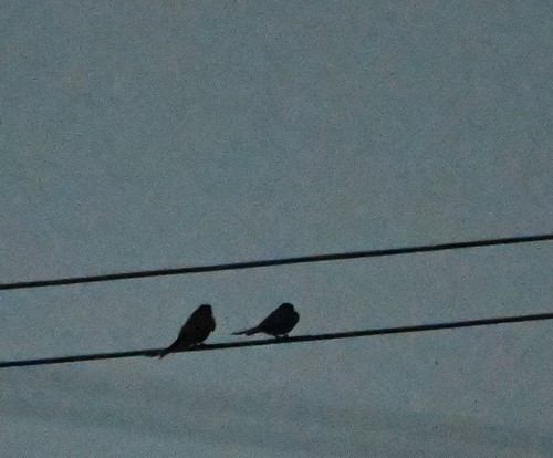 Black Drongo