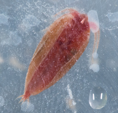 Cyzicus californicus