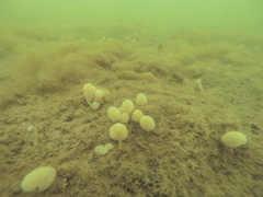 Eudistoma elongatum