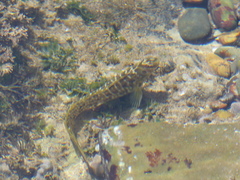 Salaria pavo