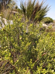 Diosma acmaeophylla
