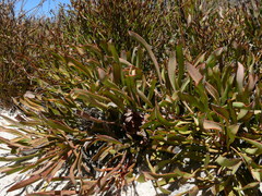 Protea laevis