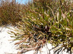 Protea laevis
