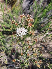 Agathosma marifolia