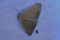 Tapinogyna perichroa