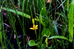 Hypoxis filiformis