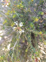 Agathosma marifolia