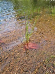 Juncus militaris