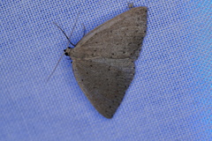 Tapinogyna perichroa