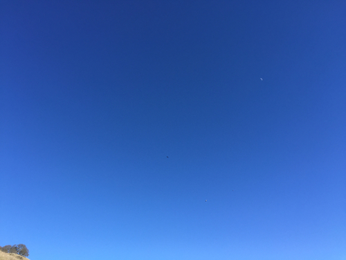 iNaturalist observation photo of Golden Eagle