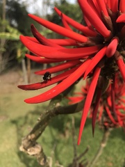 Trigona spinipes