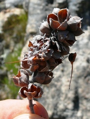 Paranomus bracteolaris