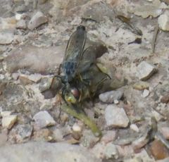 Neomochtherus geniculatus