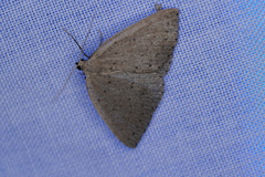 Tapinogyna perichroa