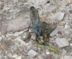 Neomochtherus geniculatus