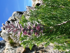 Paranomus bracteolaris