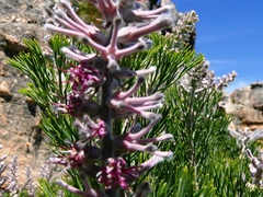 Paranomus bracteolaris